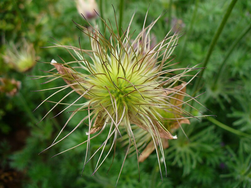 File:Fuzzyflower2.jpg