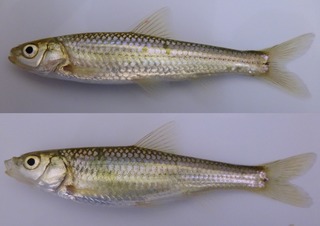 <i>Gnathopogon caerulescens</i> species of fish