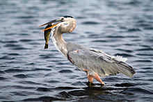 Great blue heron GBH with fish2.jpg