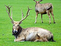 Pere David's Deer