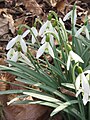 Galanthus nivalis