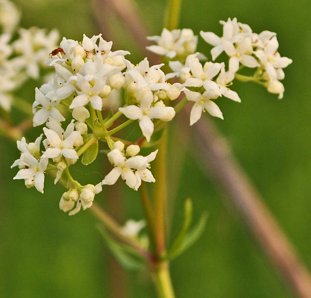 File:Galium boreale (9175174016).jpg