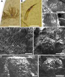 Images showing the presence of melanosomes in Gansus and extant (C, D) feathers Gansus melanosomes.png