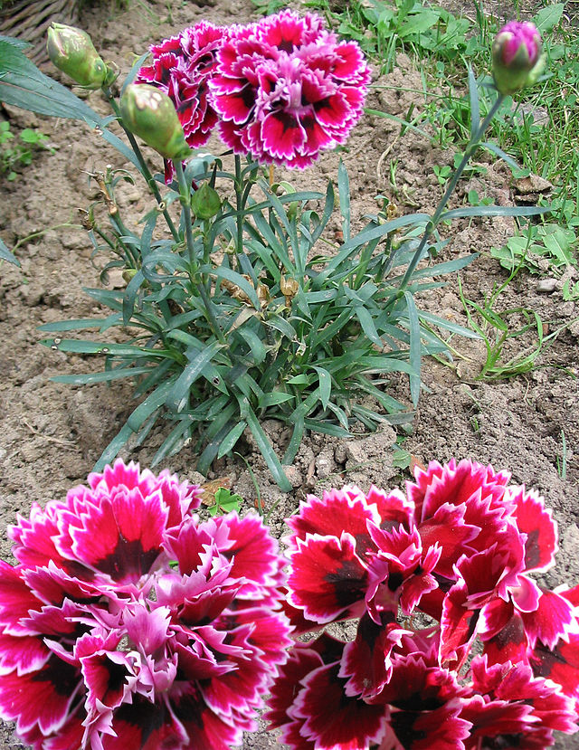 Dianthus caryophyllus - Wikipedia