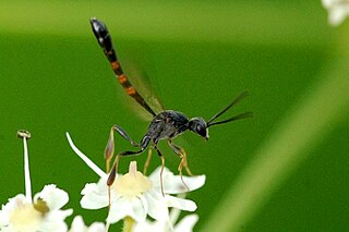 <i>Gasteruption assectator</i> Species of wasp