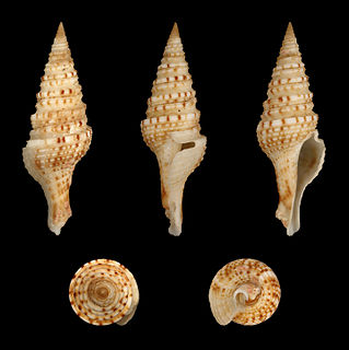 <i>Unedogemmula unedo</i> Species of gastropod