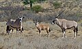 Gemsboks (Oryx gazella) (6491935809).jpg