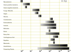 Genome Sizes.png