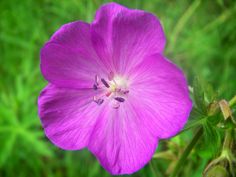 File:Geranium oreganum (8745662008).jpg