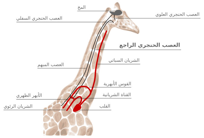 File:GiraffaRecurrAr.svg