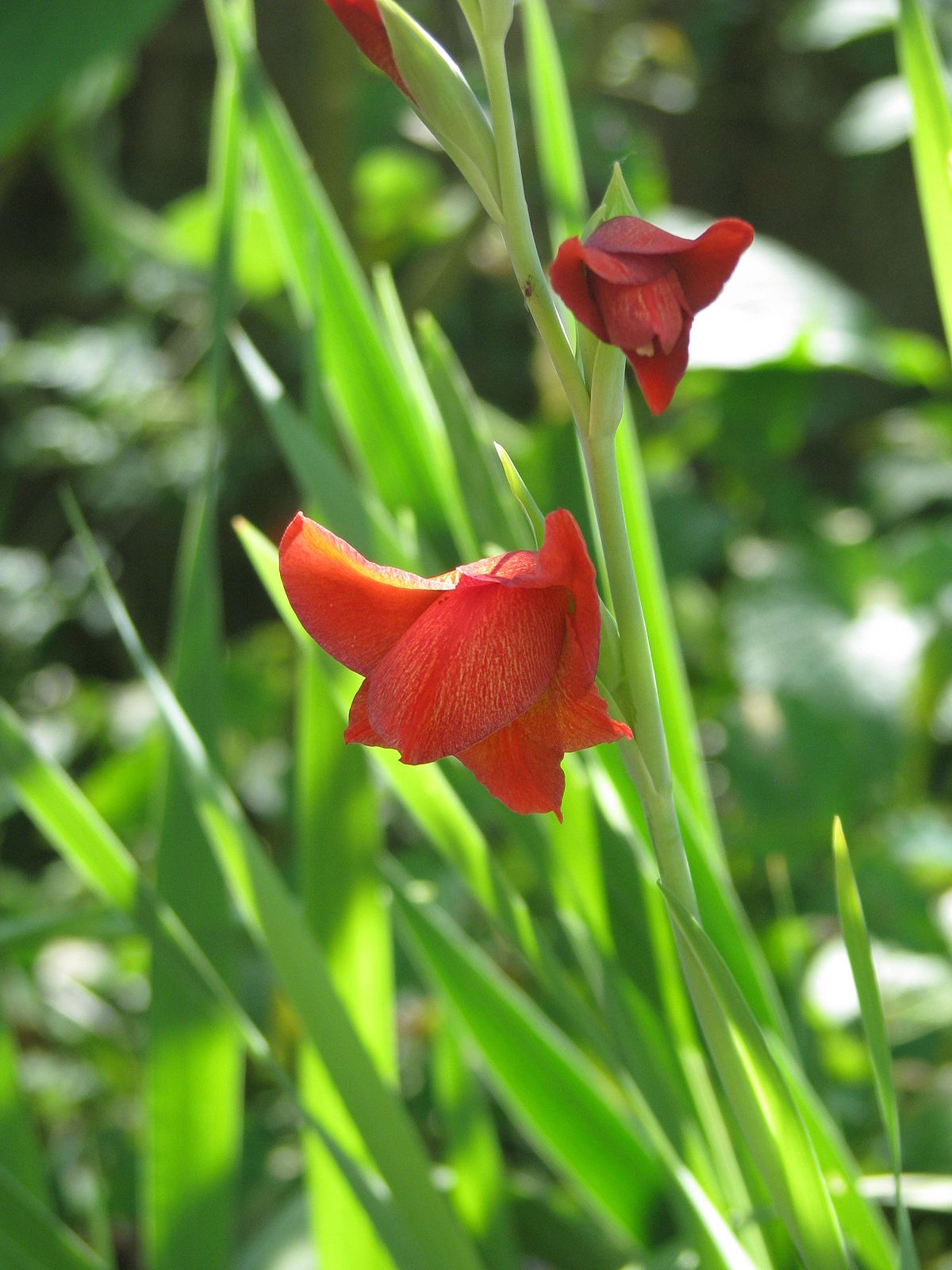 Gladiolo watsonioides - Enciclopedia SpeedyLook