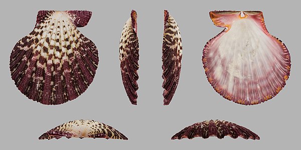 Commons:Featured picture candidates/Set/Gloripallium pallium (Royal Cloak Scallop), shell