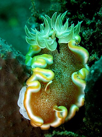 Glossodoris rufomarginata Glossodoris Rufomarginata2.jpg