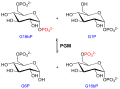 Glucose 1,6-bisphosphate as intermediate for the Phosphoglucomutase.svg
