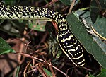 Thumbnail for File:Golden Tree Snake (Chrysopelea ornata ornatissima) (7796693540).jpg