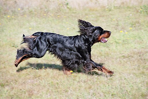 Gordon Setter