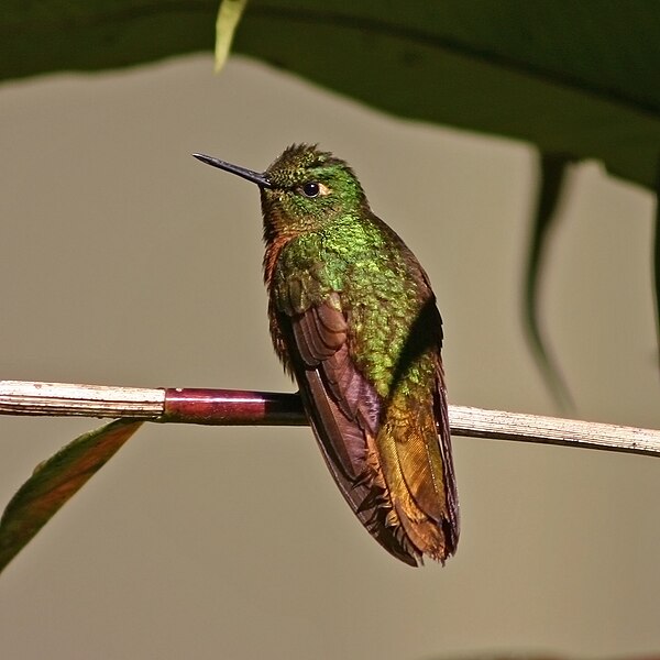 File:Gould's Jewelfront hummingbird (Heliodoxa aurescens).jpg