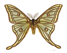 Graellsia Isabellae — аборигенная европейская бабочка (Lepidoctera), которую обнаружил натуралист, ученый и директор MNCN Мариано де ла Пас Граэльс в 1848 году во время прогулки по сельской местности со своей собакой.