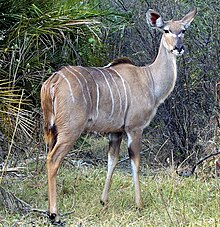 Greater kudu