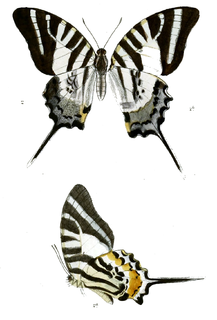<i>Graphium epaminondas</i> Species of butterfly