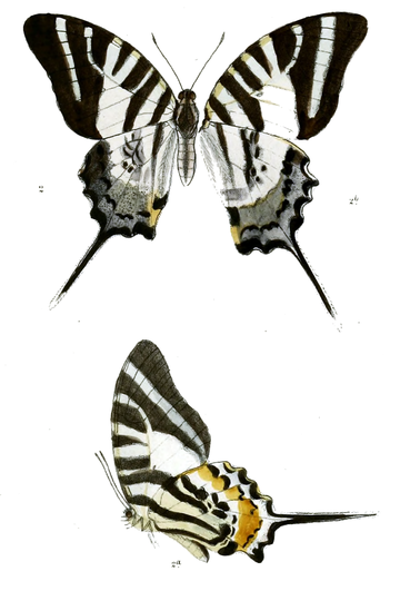 Graphium epaminondas