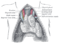 The thymus of a full-term fetus, exposed in situ