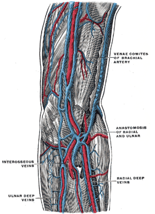 <span class="mw-page-title-main">Vena comitans</span> Paired veins accompanying an artery