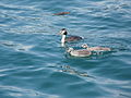 Great Crested Grebe and chicks (6155935324).jpg
