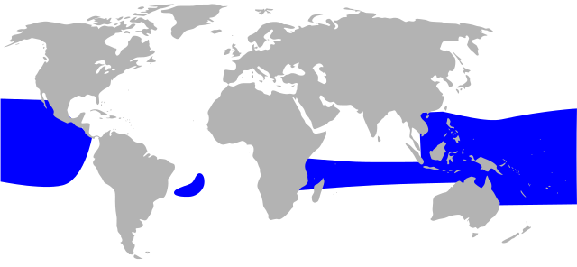 Distribuição global do rabiforcado-grande