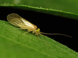 Xanthocaecilius sommermanae Green-eyed Barklouse - Flickr - treegrow.jpg