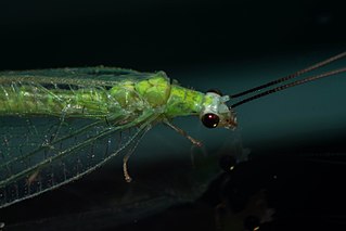 <i>Chrysopa nigricornis</i> species of insect