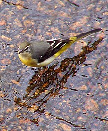 Griza Wagtail.jpg