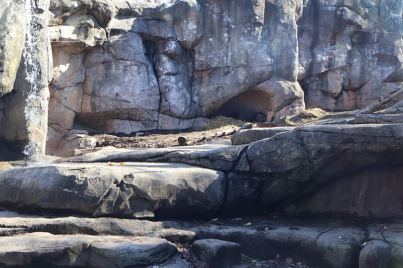 File:Grizzly Bear at the North Carolina Zoo.jpg