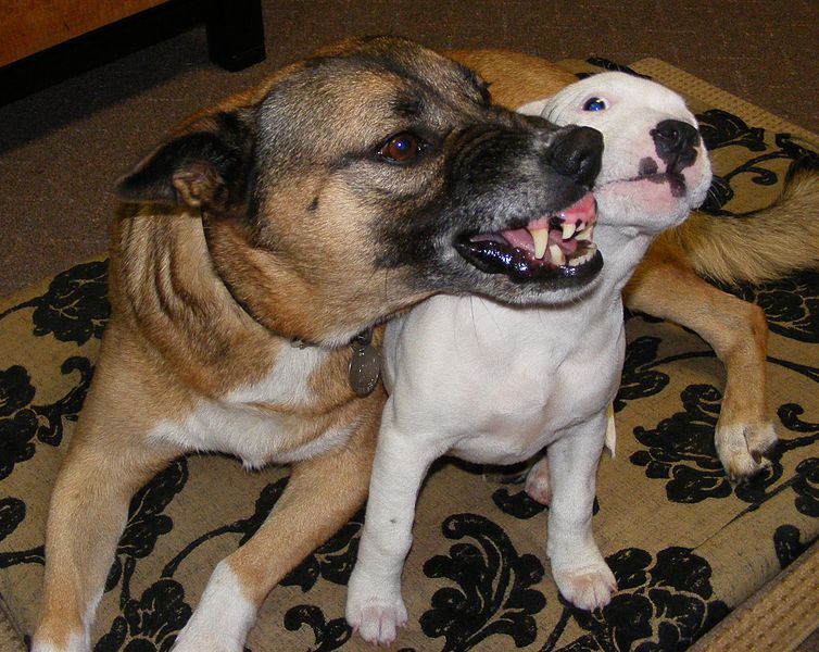 File:Growling at the staffy pup.JPG