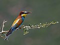 * Nomination Guêpier d'Europe Merops apiaster - European Bee-eater (parc national de l'Ichkeul) 05 --El Golli Mohamed 10:57, 7 May 2016 (UTC) * Promotion Good quality. --Poco a poco 12:08, 7 May 2016 (UTC)