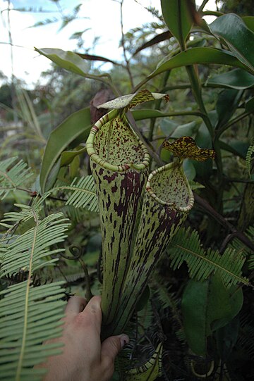 Nepenthes stenophylla