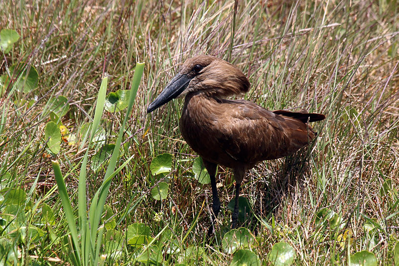 File:Hamerkop (Scopus umbretta) iSimangaliso.jpg