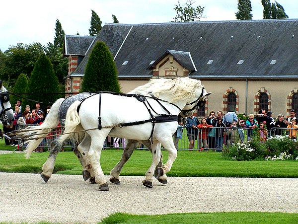 Four-in-hand team of Percheron (2007)