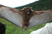 Eine dunkelbraune Fledermaus mit dunkelbraunen Augen und ausgestreckten Flügeln