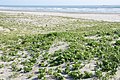 波崎海岸砂丘植物公園（茨城県神栖市）