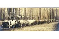 Hauling logs along skidroad with a team of oxen, Washington, ca 1898 (HESTER 320).jpeg