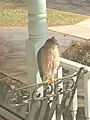 A hawk on front porch