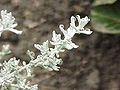 Helichrysum petiolare