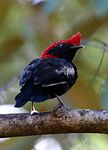 Hjälmmanakin (Antilophia galeata)