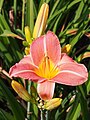 Hemerocallis 'Sara', Liliowiec 'Sara', 2020-07-18