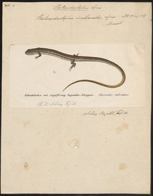 Heterodactylus imbricatus - 1700-1880 - Print - Iconographia Zoologica - Special Collections University of Amsterdam - UBA01 IZ12500065.tif