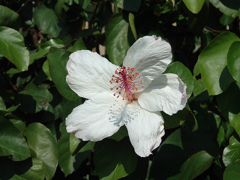 File:Hibiscus arnottianus (1).jpg