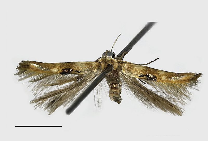 File:Hieromantis rectangula.jpg