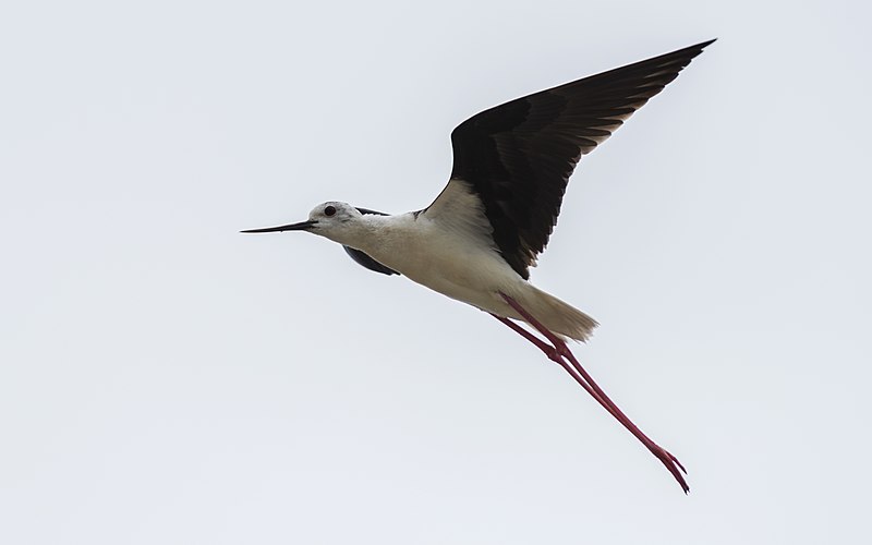 File:Himantopus himantopus, Sète cf05.jpg