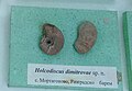 en:Holcodiscus dimitrovae sp.n. en:Barremian, Mortagonovo, Razgrad Province at the Sofia University "St. Kliment Ohridski" Museum of Paleontology and Historical Geology